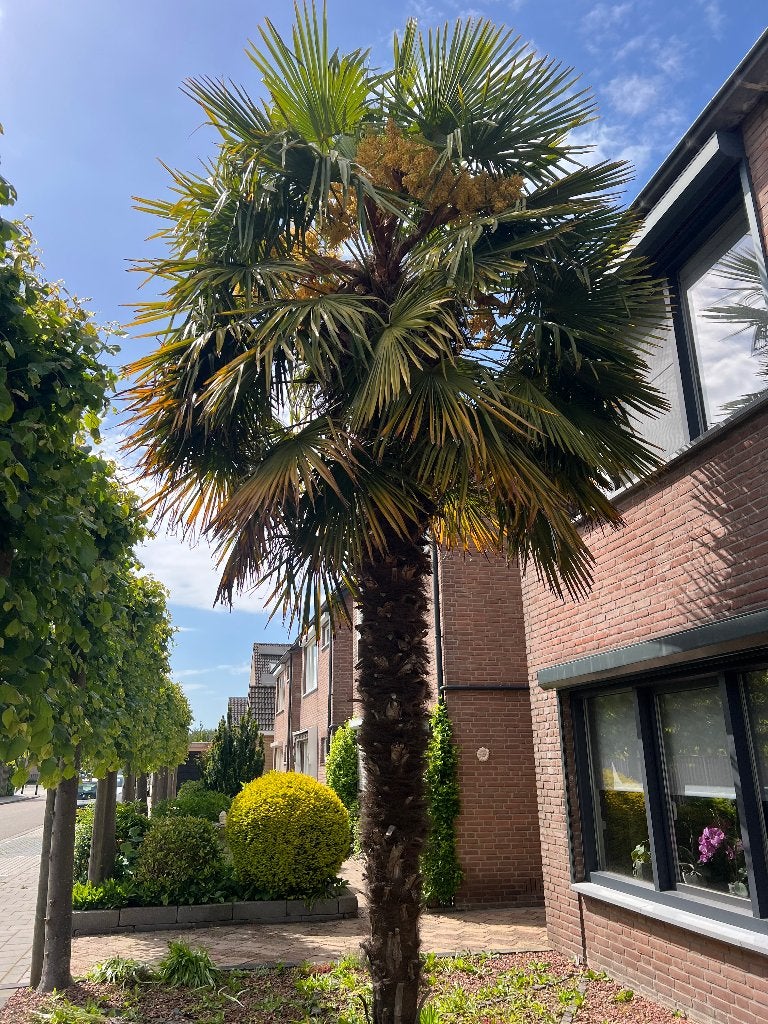 Palmboom: Trachycarpus-fortunei, Tuin en Terras, Lente, Palmboom, 400 cm of meer, Ophalen
