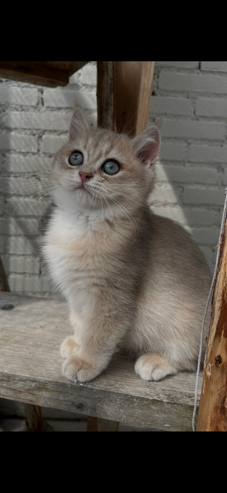 Britse korthaar kittens golden shaded