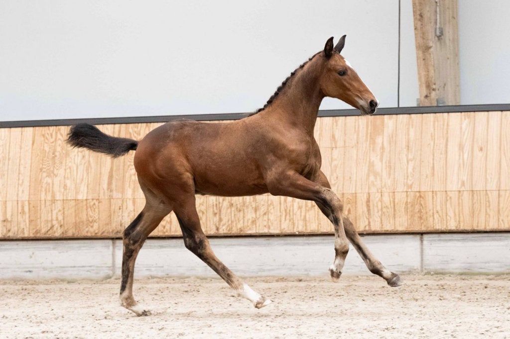Impossant hengstveulen van Real Dream, Dieren en Toebehoren, Met stamboom, Niet van toepassing, Dressuurpaard, 0 tot 2 jaar