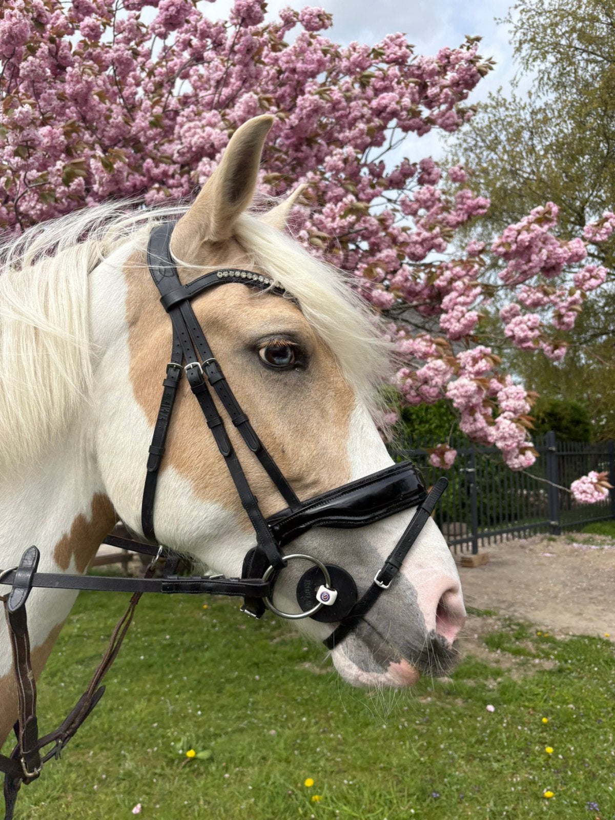 7 jarige palomino bonte merrie e pony, Dieren en Toebehoren, Pony's, Merrie, B, E pony (1.48m - 1.57m), Recreatiepony, 7 tot 10 jaar