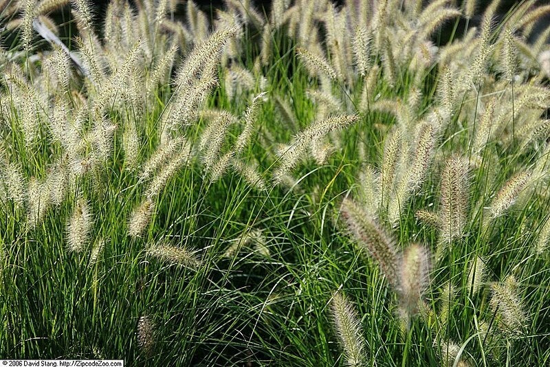 Restpartij 21 Siergrassen Mix grote planten € 100, Ophalen of Verzenden, Herfst, Siergrassen, Volle zon