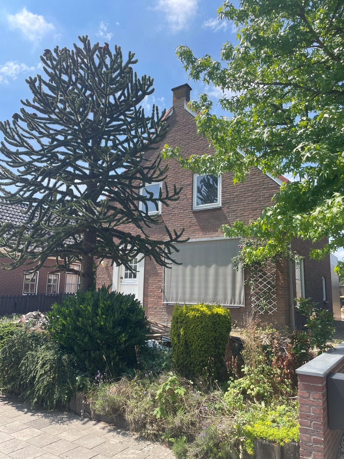 Gratis Apeboom - Araucaria araucana, Tuin en Terras, Volle zon, Bloeit niet, 400 cm of meer, Overige soorten