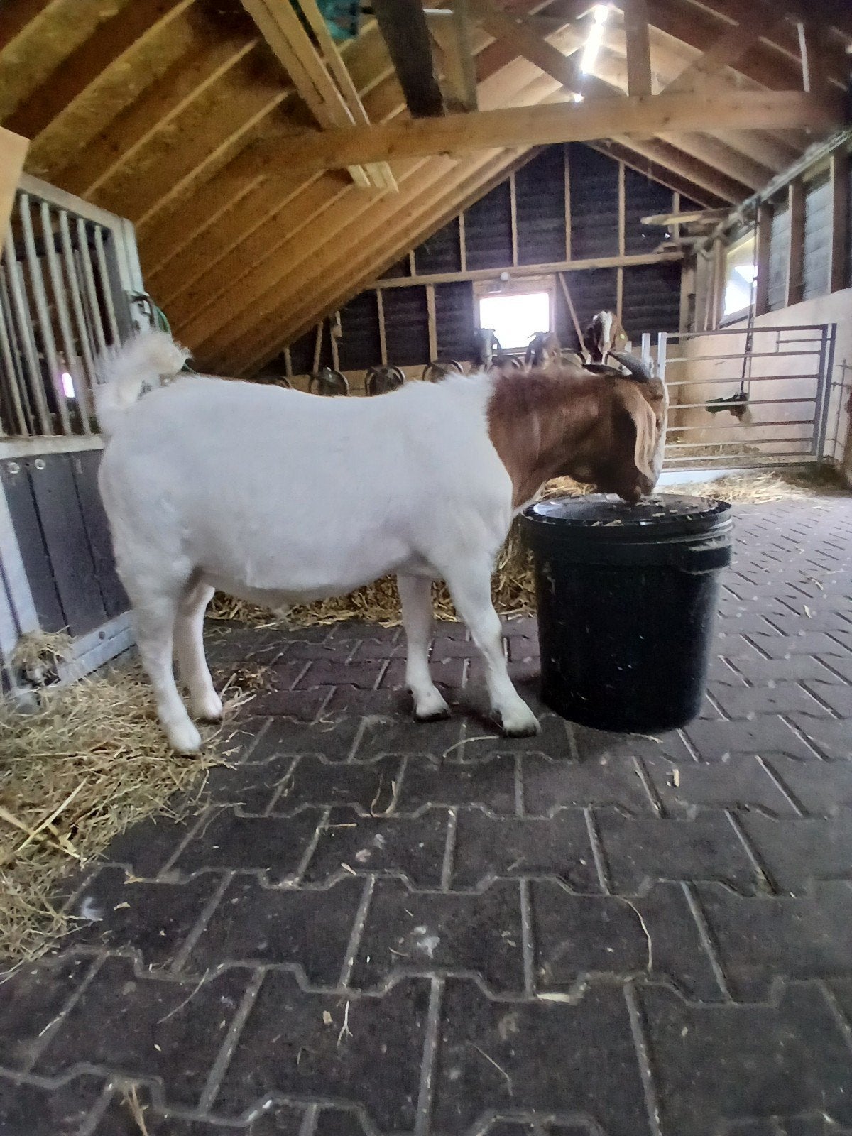 Een beste boergeit bok, Dieren en Toebehoren, Mannelijk, Geit