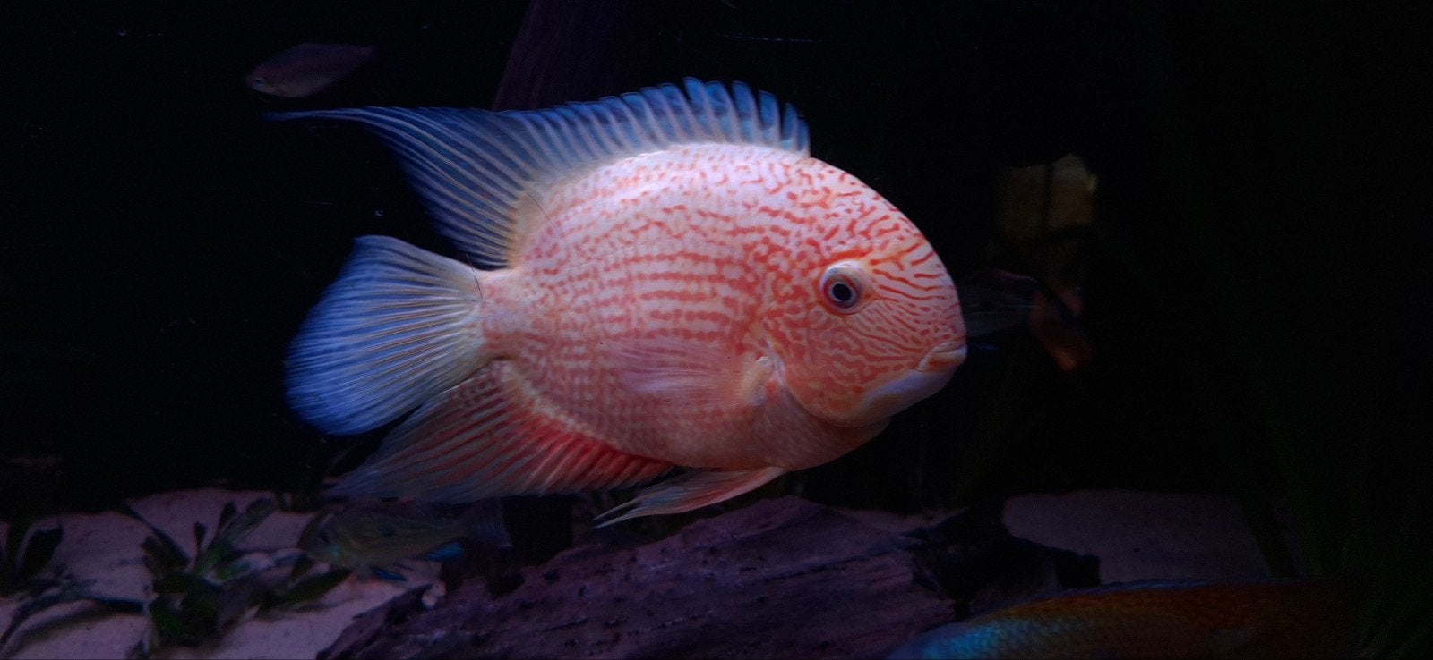 Heros Vieja / Paraneetroplus Hypsophrys Geophagus en meer.., Dieren en Toebehoren, Vissen | Aquariumvissen, Vis, Zoetwatervis