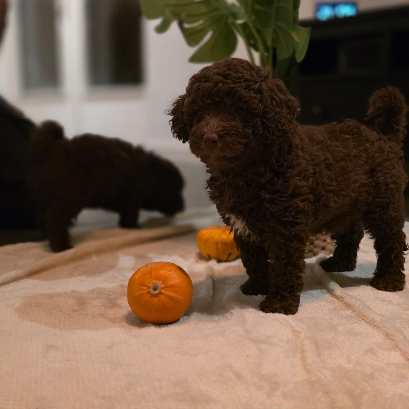 Chocolade bruine Maltipoo pups, Dieren en Toebehoren, Overige rassen, CDV (hondenziekte), 8 tot 15 weken, Meerdere