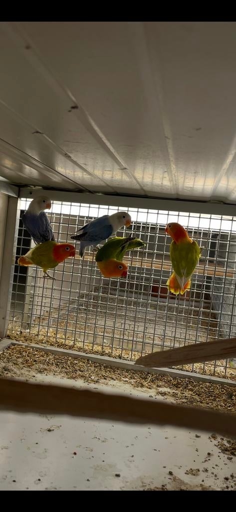 Te koop 8 jongen opanine fischeri agaporissen, Dieren en Toebehoren, Vogels | Parkieten en Papegaaien, Meerdere dieren, Dwergpapegaai of Agapornis