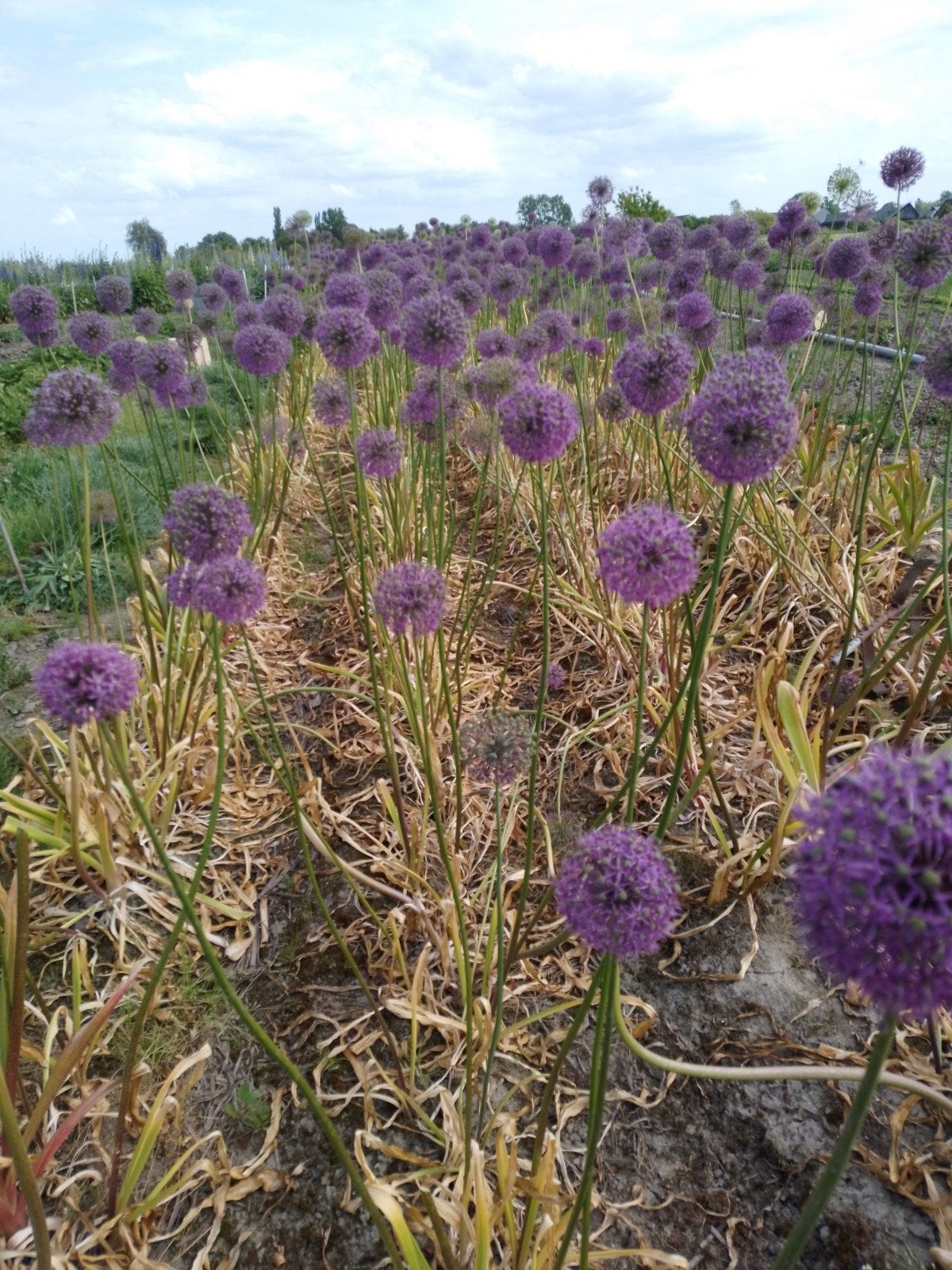 Mooie grote Alliumbollen voor de tuin - 15 stuks, Ophalen of Verzenden, Volle zon