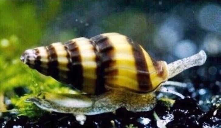 Anentome helena – slak‑etende slakken (Assassin snails), Slak of Weekdier