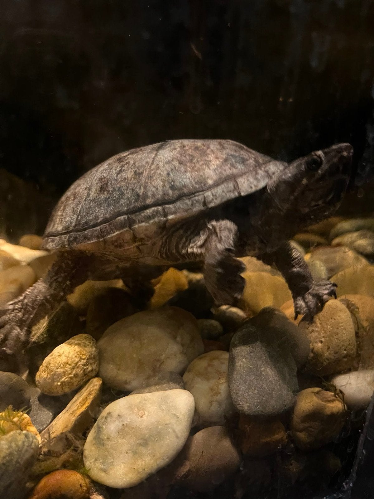 Muskus schildpad  met toebehoren, Ophalen of Verzenden, Overige typen
