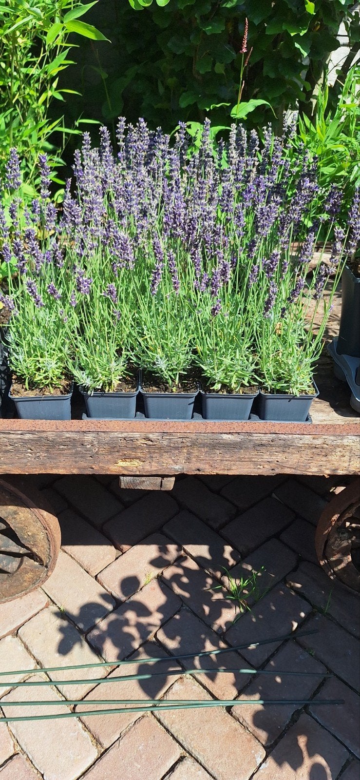 Lavendel hidcote laatse krat, Ophalen of Verzenden, Overige soorten, Volle zon