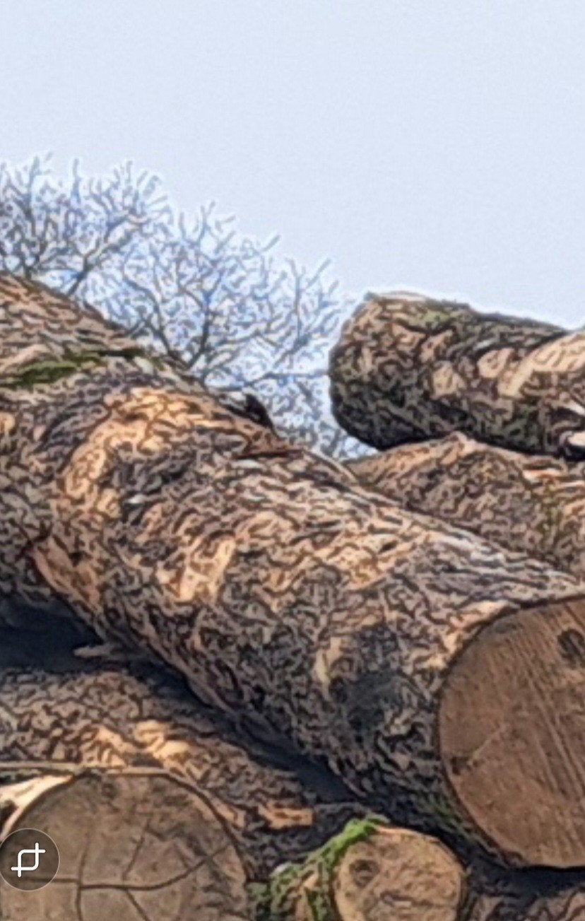 haardhout  essen stammen., Minder dan 3 m³, Ophalen