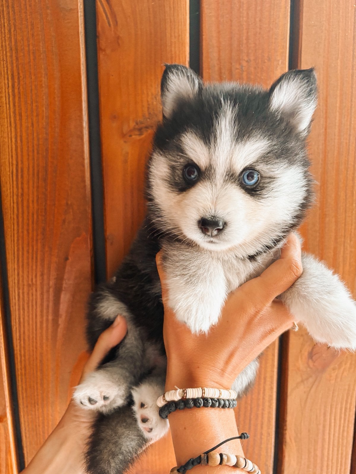 6 prachtige F2 pomsky pups zijn geboren 🩷🩷🩷🩷🩷🩵, Parvo, 8 tot 15 weken, Meerdere, Meerdere dieren