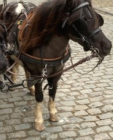 4 lieve pony's zie beschrijving, Gechipt, Zadelmak, A pony (tot 1.17m), 7 tot 10 jaar