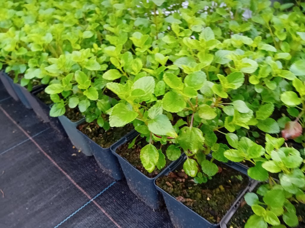 Salvia Hot Lips, Ophalen, Overige soorten, Volle zon