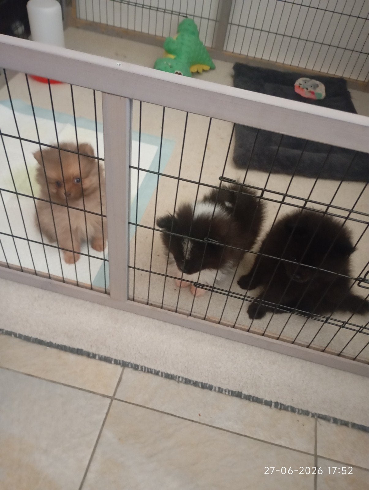 3x zeer mooie raszuiver Pomeriaantjes mogen het nest verlate, Keeshond, Reu, 8 tot 15 weken, CDV (hondenziekte)