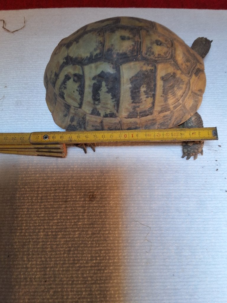 Testudo Hermanni Boettgeri