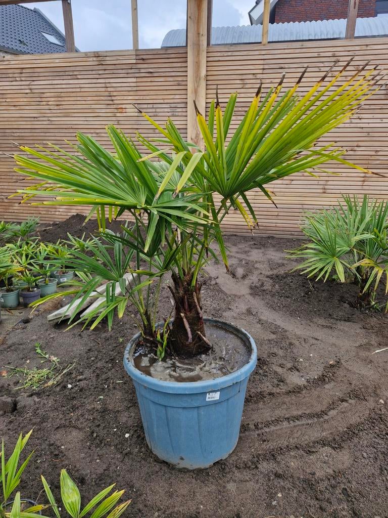 Trachycarpus Fortunei - Winterharde Palmboom, Volle zon, Vaste plant, Zomer, Ophalen
