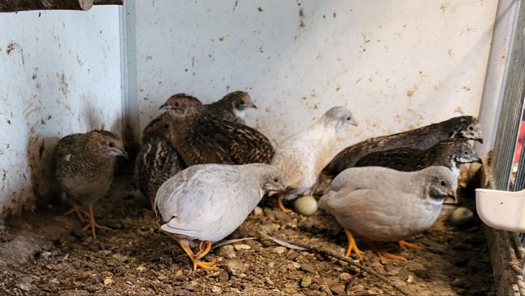 Groepje chinese dwergkwartels 4 hanen 6 hennen, Dieren en Toebehoren, Pluimvee, Meerdere dieren, Overige soorten