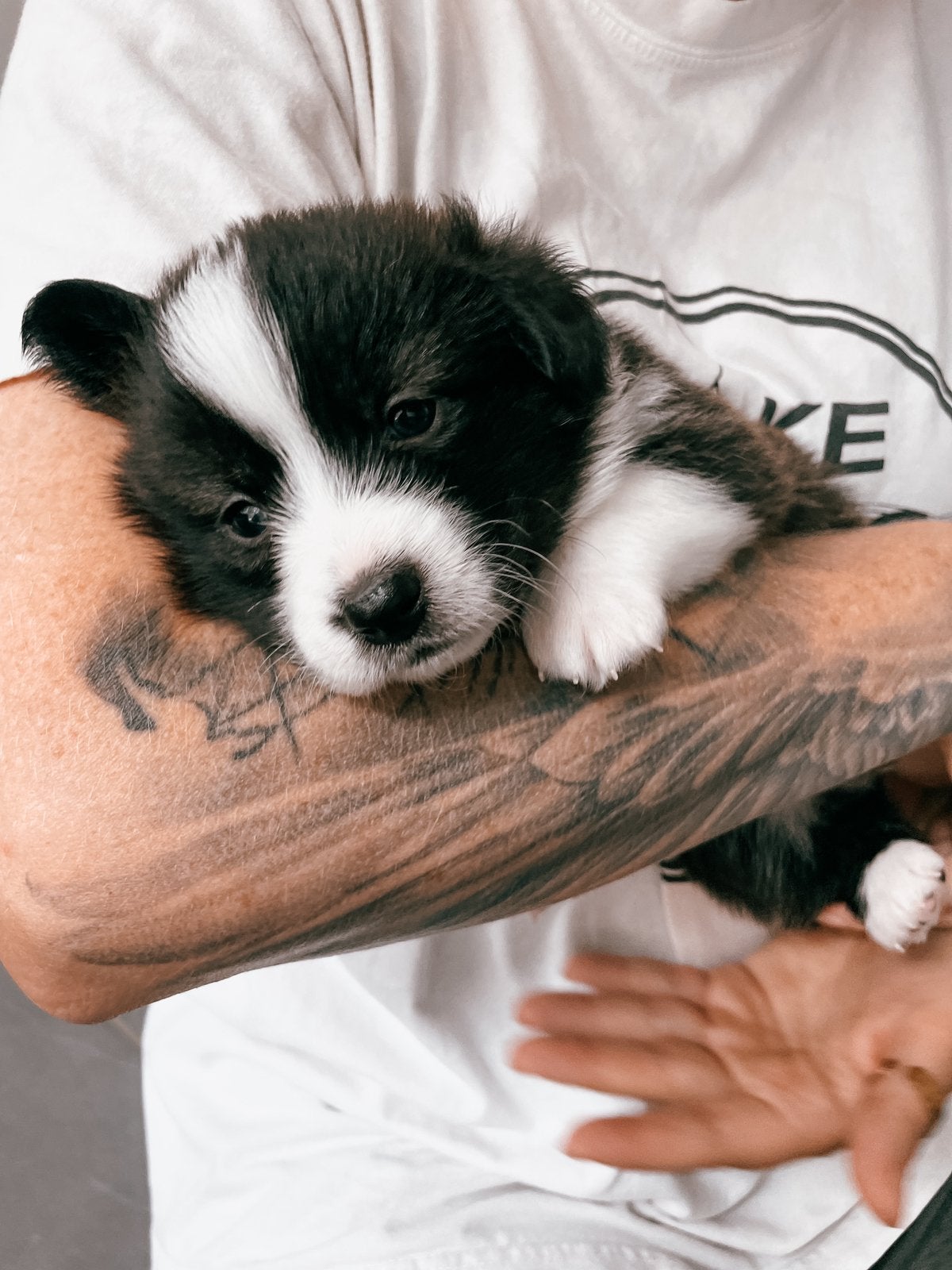 Welsh Corgi puppy’s, Dieren en Toebehoren, Overige rassen, 8 tot 15 weken, Meerdere, Meerdere dieren