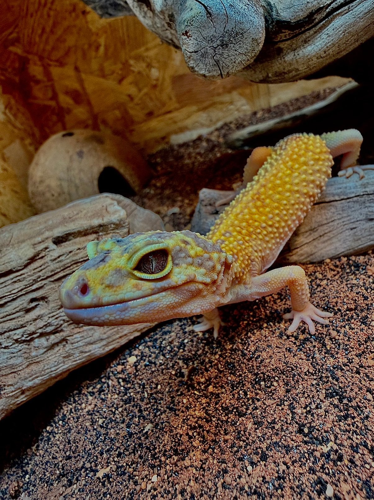 Luipaard gekko vrouwtje Leopard Gecko photo 2