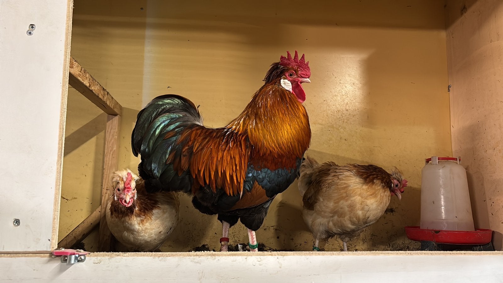 Te koop: Sulmtaler krielen, Dieren en Toebehoren, Meerdere dieren, Kip
