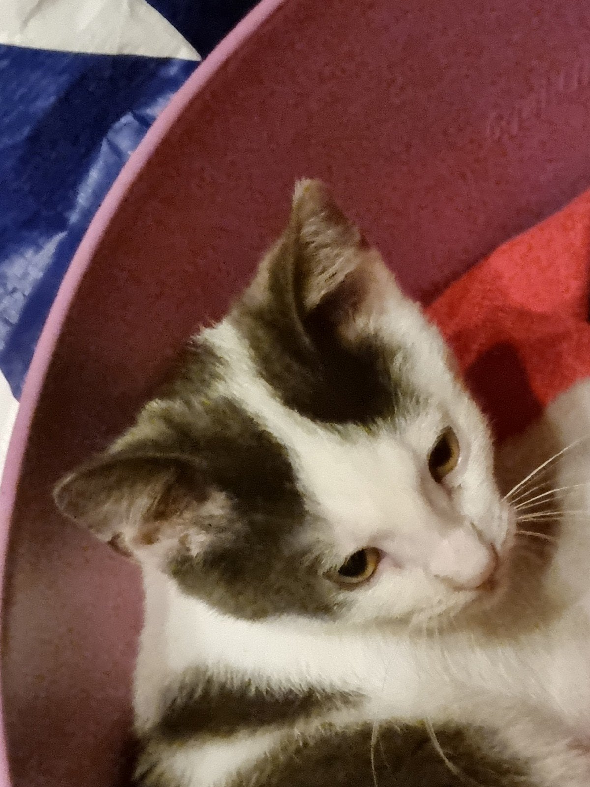 boerderij kittens, Meerdere dieren, Kortharig, 0 tot 2 jaar