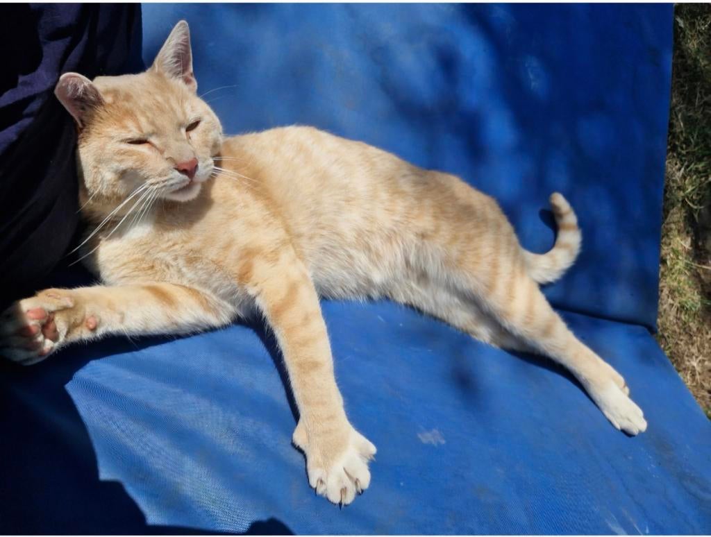 Vermisten katten GEZOCHT, Ophalen