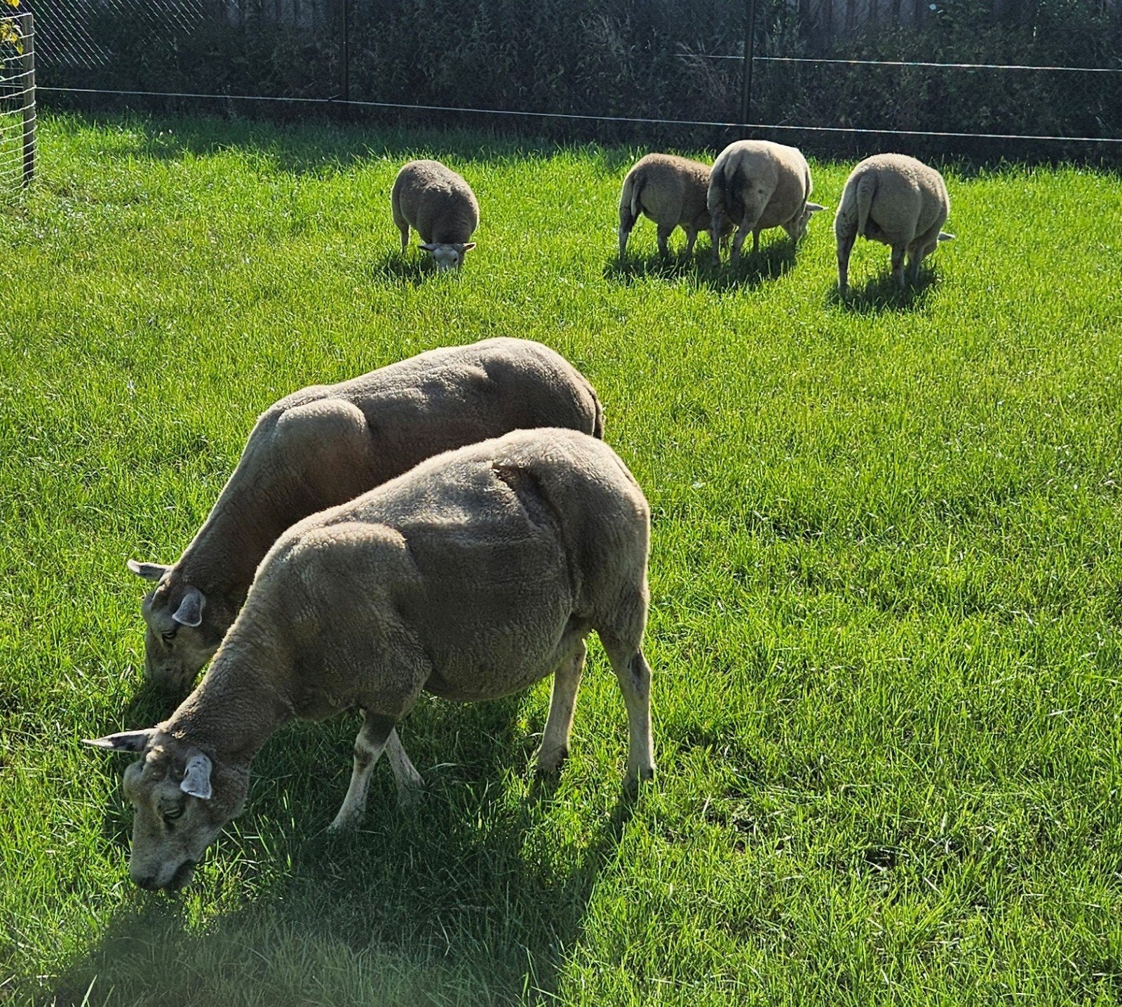 swifter schapen, Dieren en Toebehoren, Vrouwelijk, Schaap
