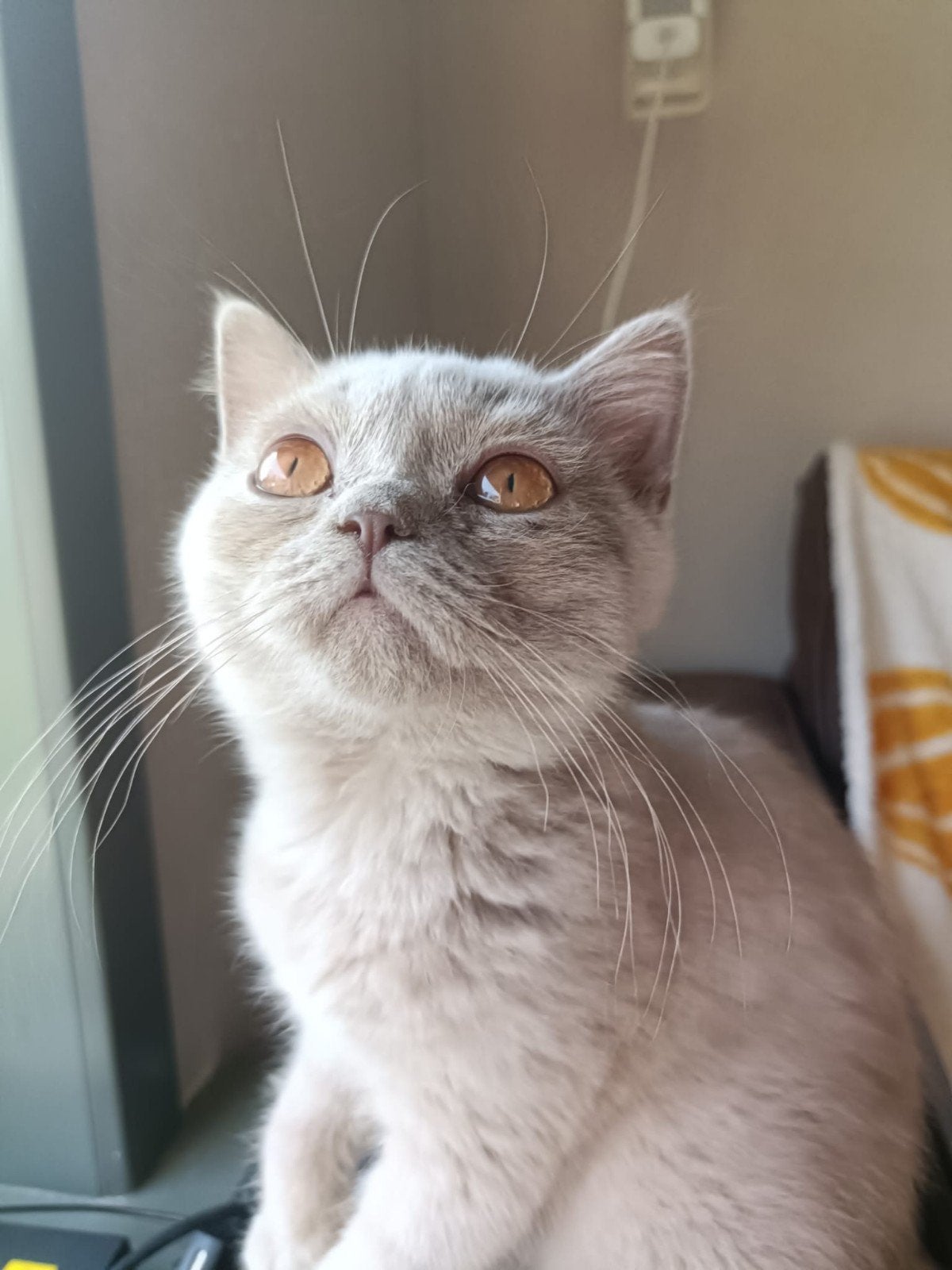 Lilac Britse korthaar kater met stamboom, Kater
