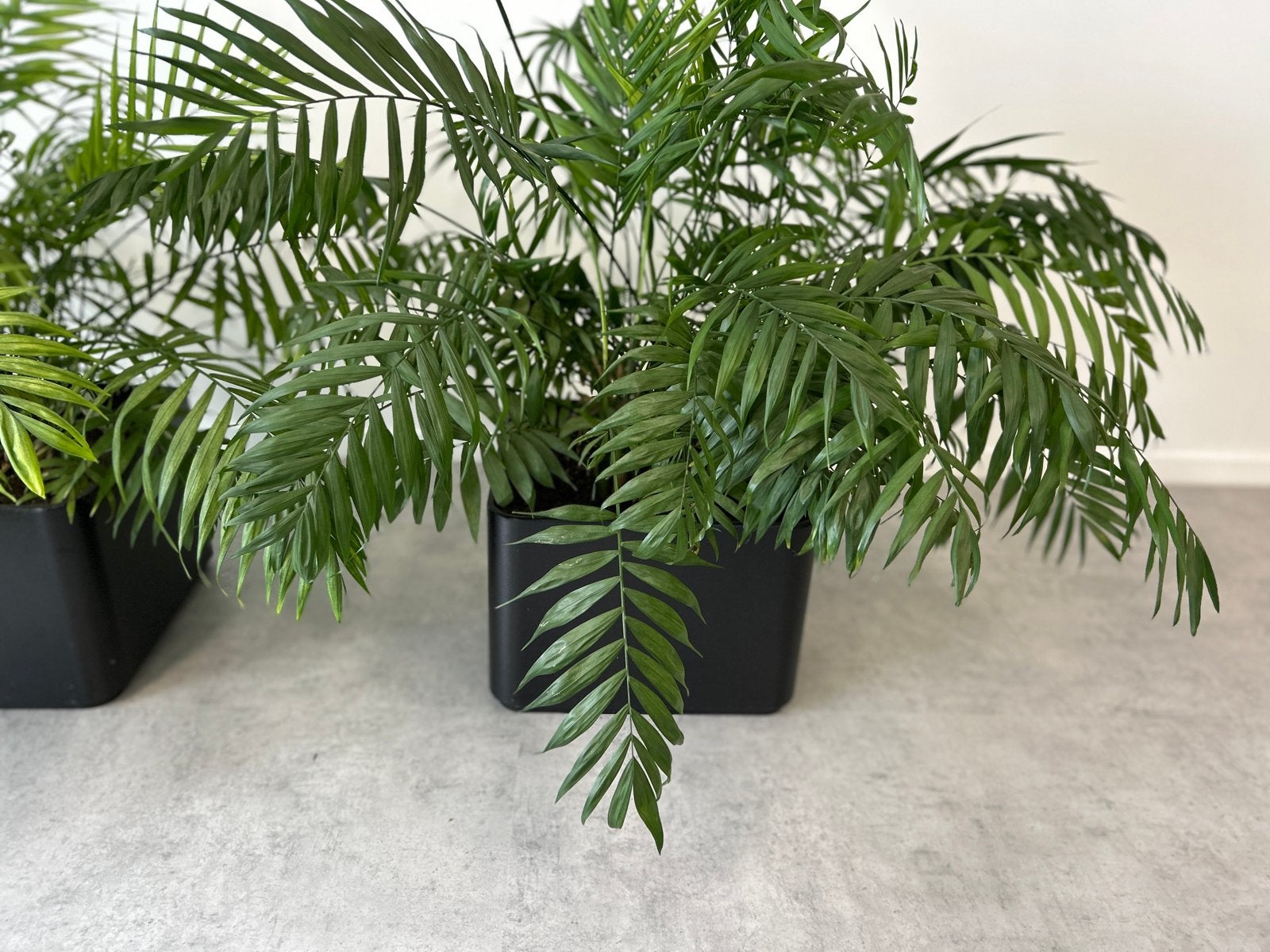 2stuks Chamaedorea Elegans - Mexicaanse Dwergpalm, Ophalen, Palm, Halfschaduw, In pot
