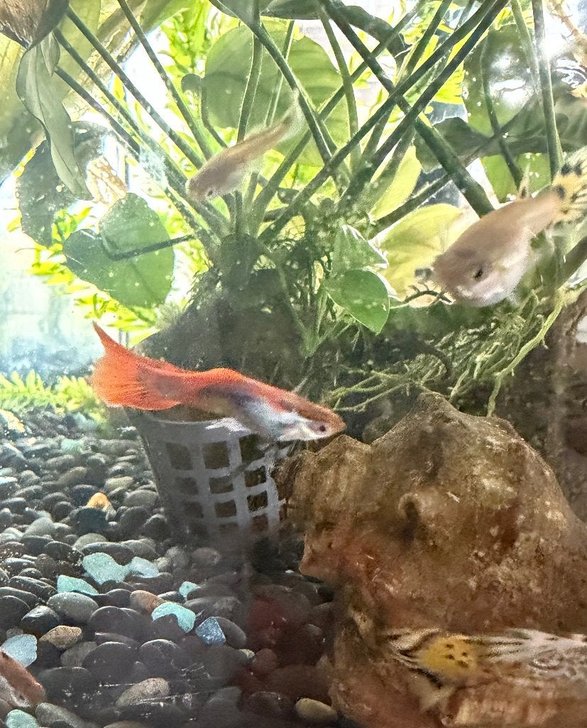 Guppy man rood., Vis, Zoetwatervis