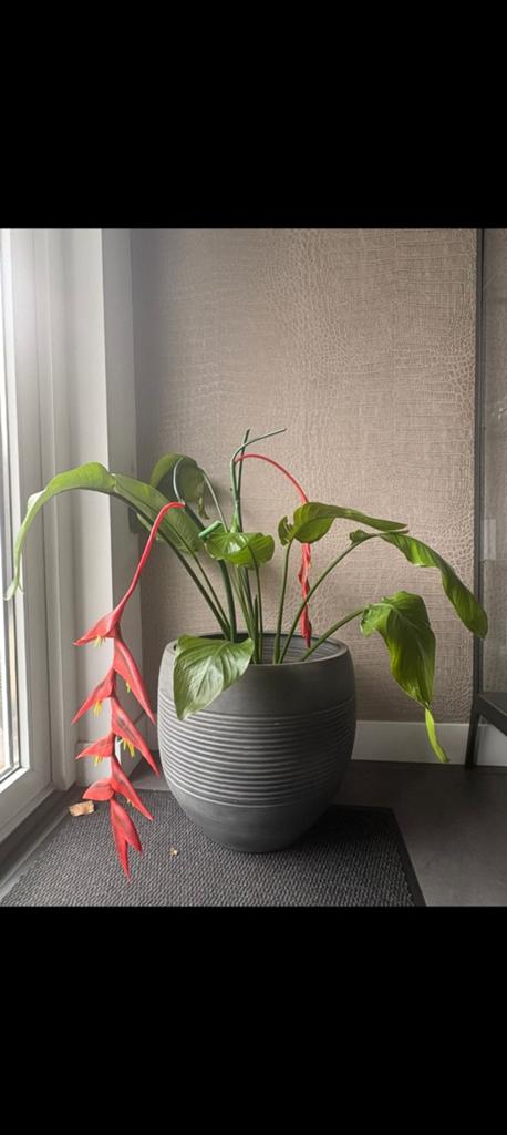 Grote grijze bloempot, 44cm hoog, 42cm diameter, Ophalen, Steen, Gebruikt, 40 cm of meer