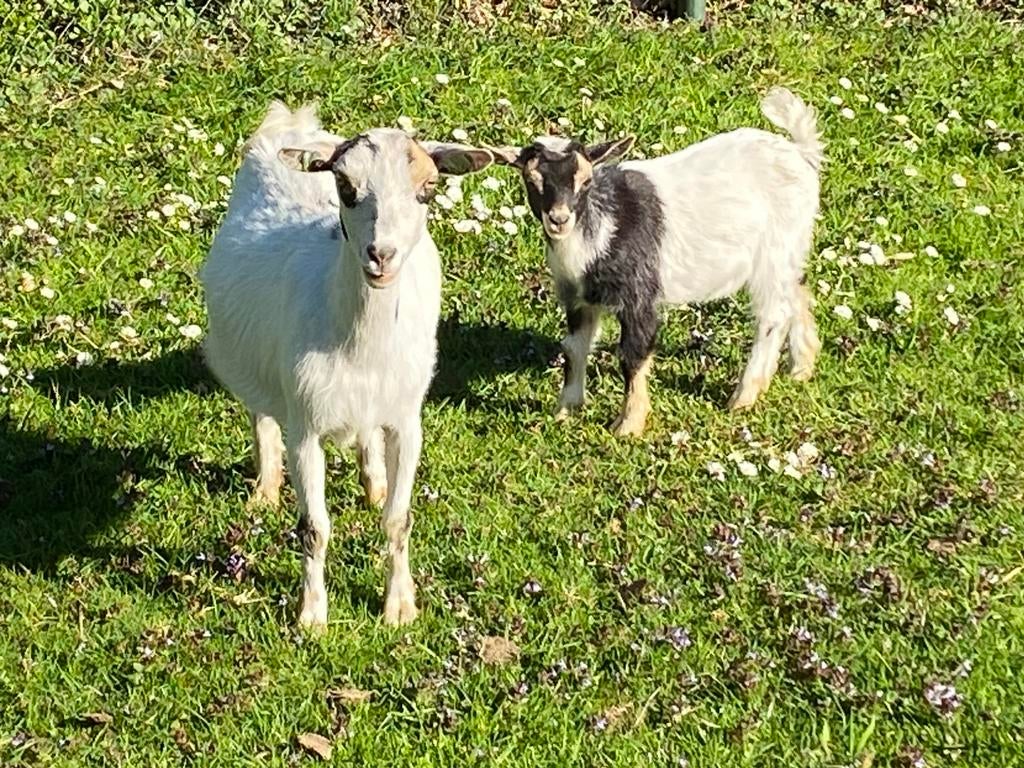 Tekoop dwerggeitje met 1 geitje en 1 bokje, Meerdere dieren, Geit, 0 tot 2 jaar