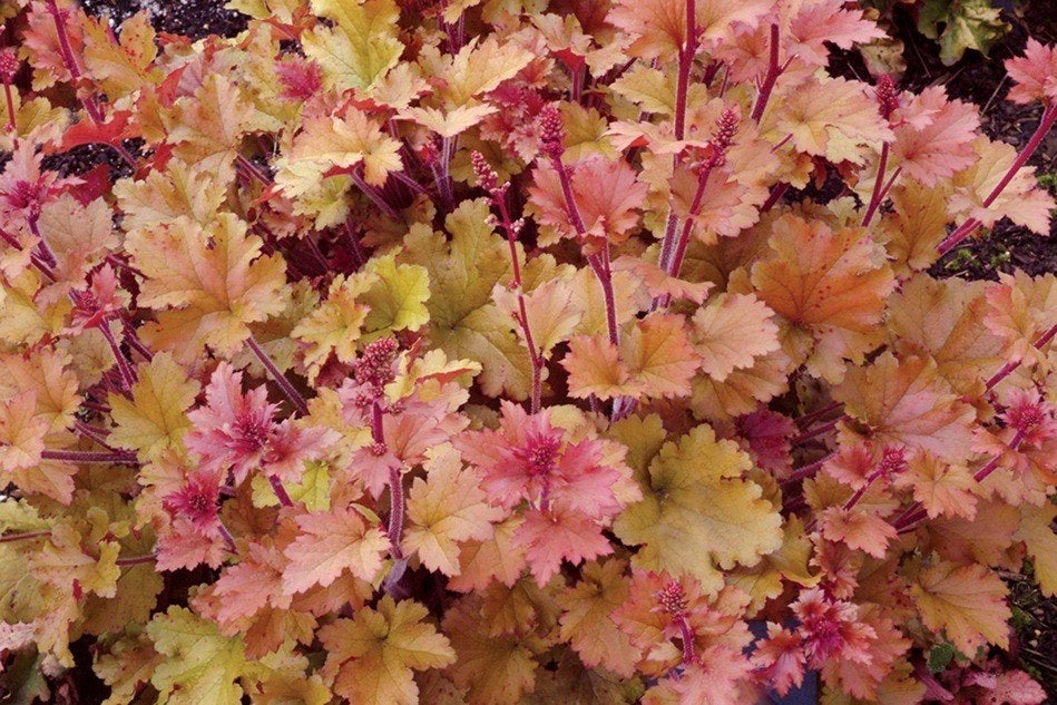 Heuchera ' marmalade' VERKOCHT, Ophalen, Overige soorten, Volle zon