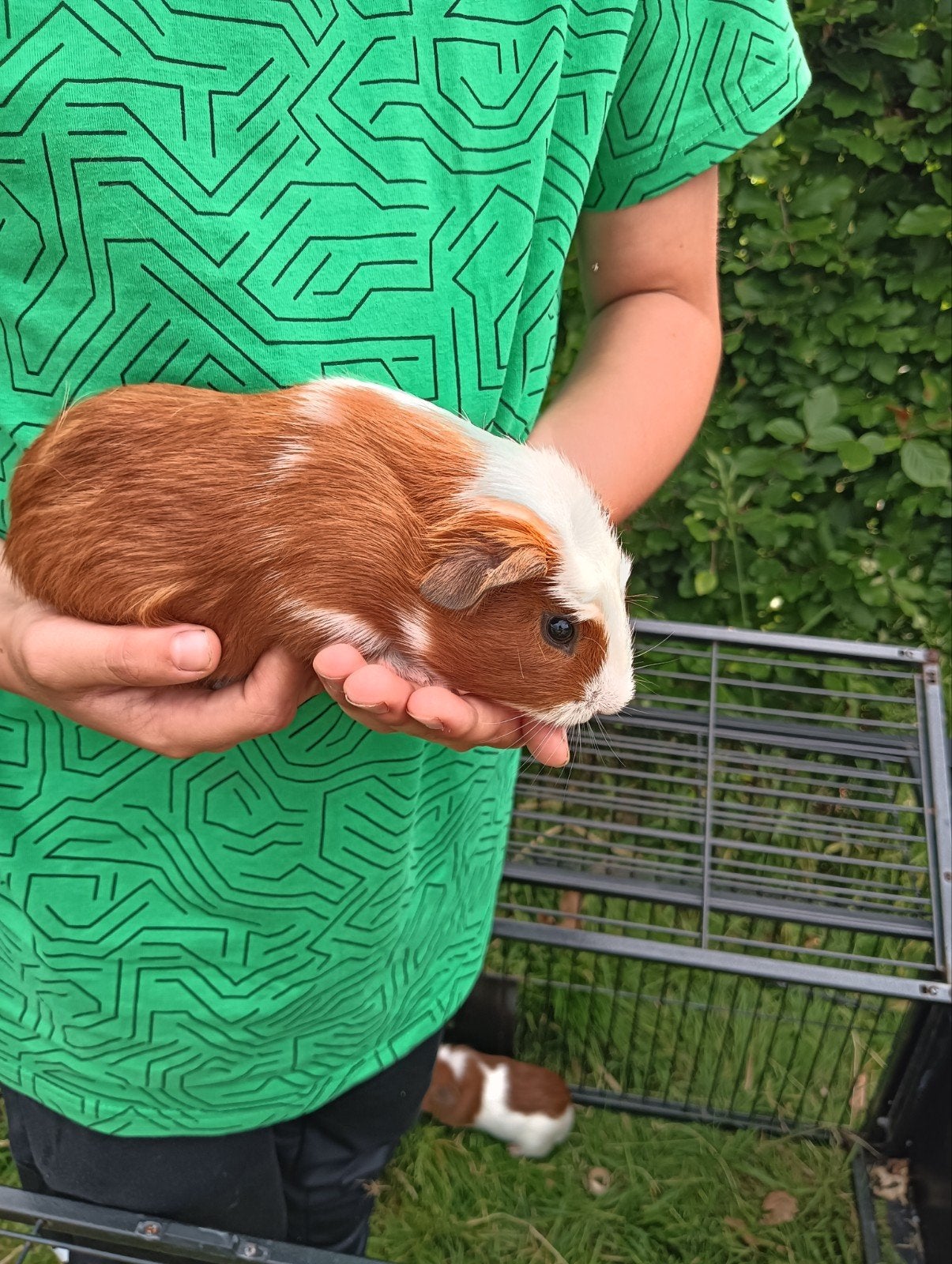 cavia beertje, Cavia, April, Mannelijk, Tam
