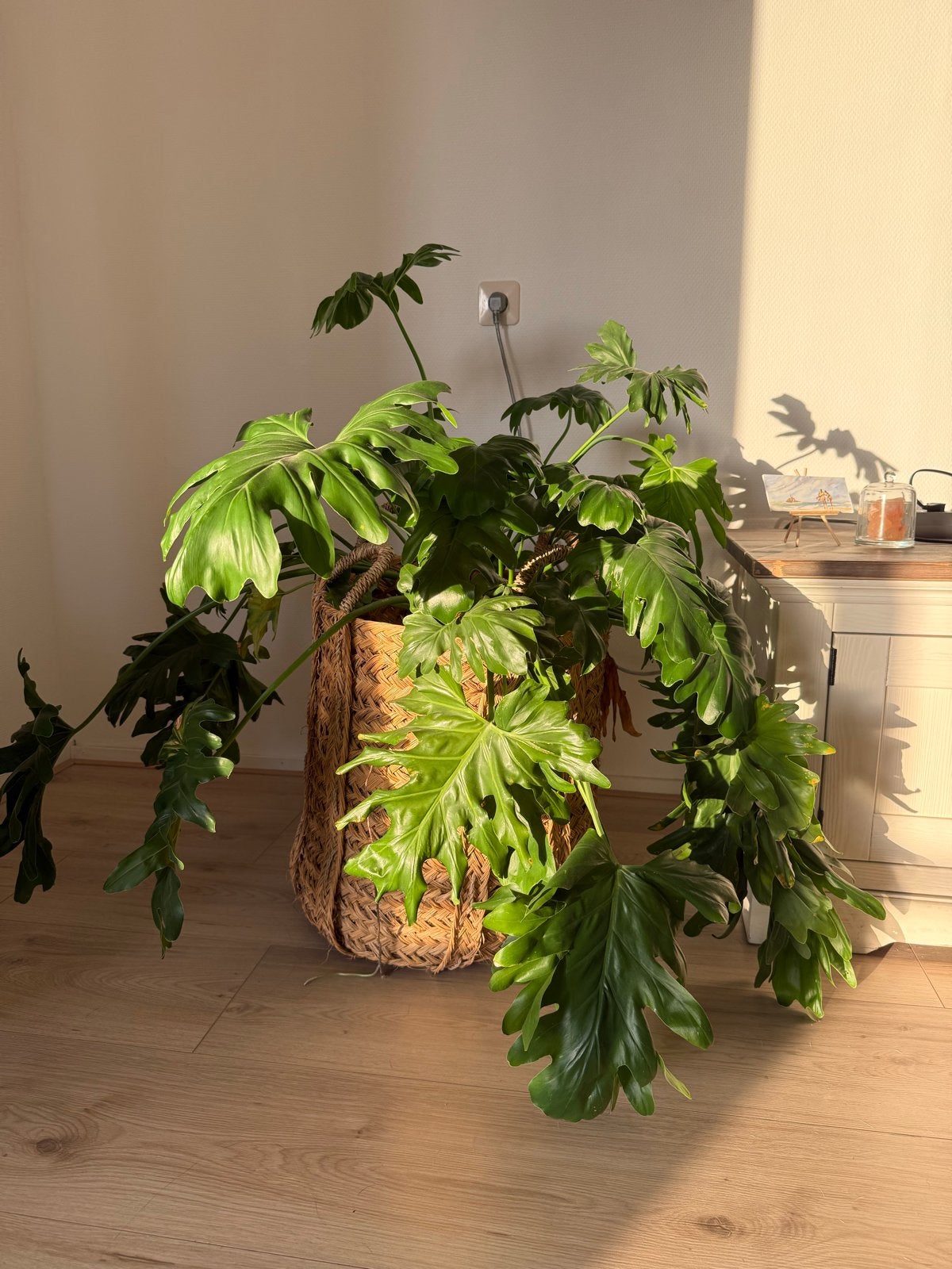 Grote Philodendron met rieten pot, Ophalen, 100 tot 150 cm, Overige soorten, Halfschaduw