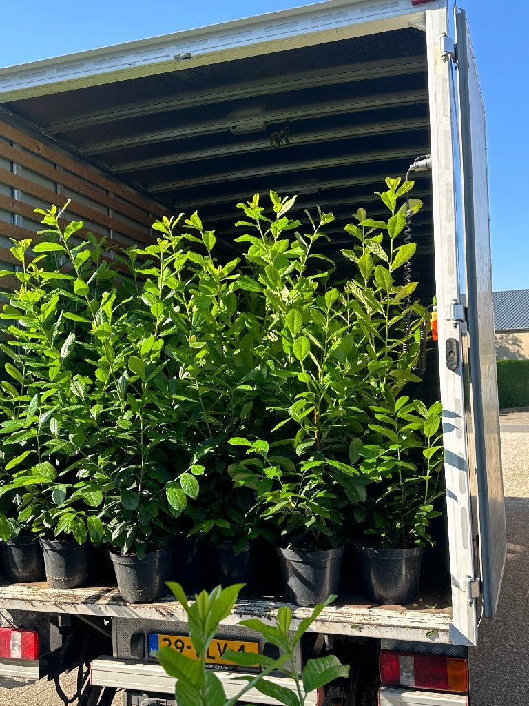 Groenblijvende haag planten laurier in soorten, Ophalen, Laurier, Haag, 100 tot 250 cm
