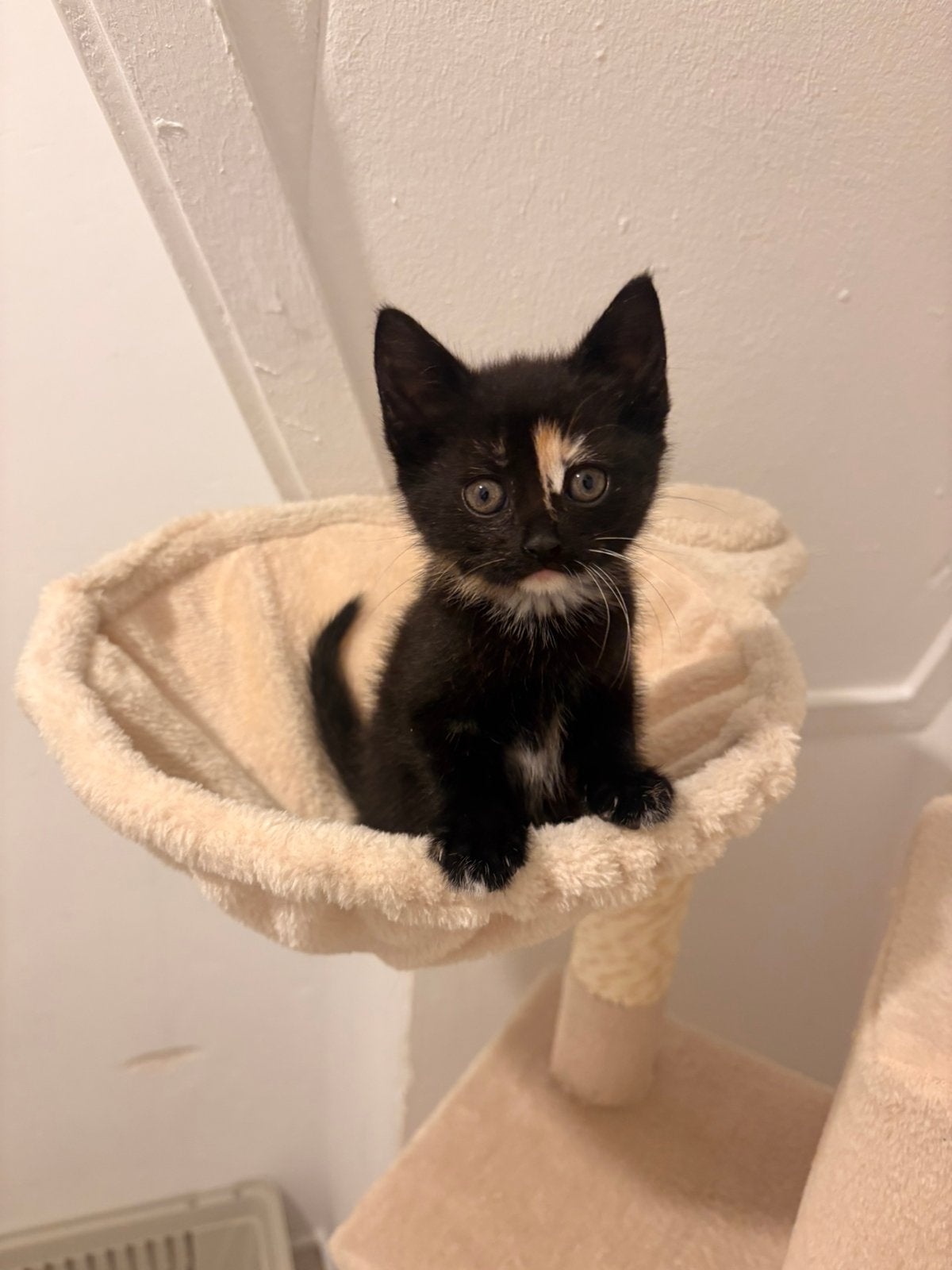 2 Kittens te koop (alle 2 nog beschikbaar), Dieren en Toebehoren, Katten en Kittens | Overige Katten, Poes, 0 tot 2 jaar