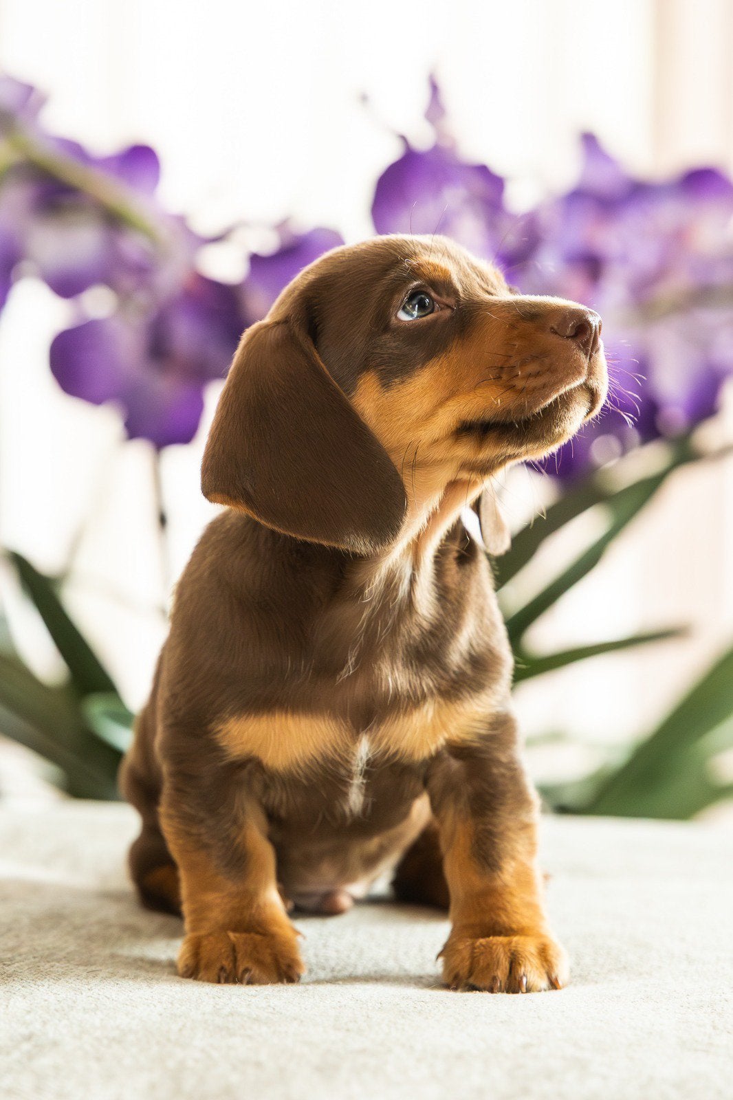 Laatste teckel x Jack Russell pup beschikbaar, Parvo, Reu, 8 tot 15 weken, Korthaar
