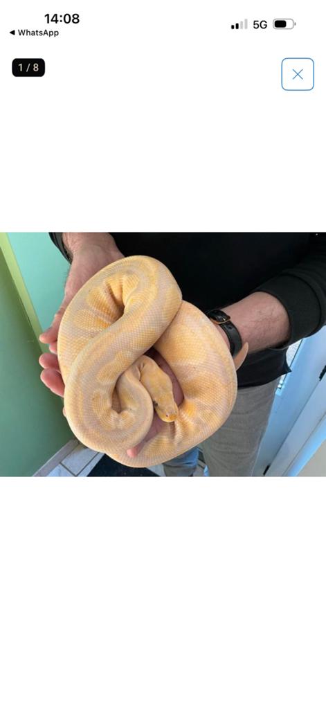 Koningspython Ball Python - male for sale from N