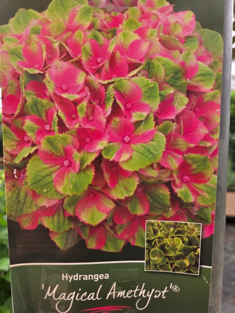 Hortensia's exclusieve grote soorten, Tuin en Terras, Ophalen, Halfschaduw