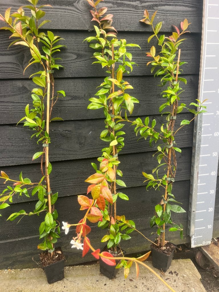 Toscaanse Jasmijn (Trachelospermum Jasminoides)