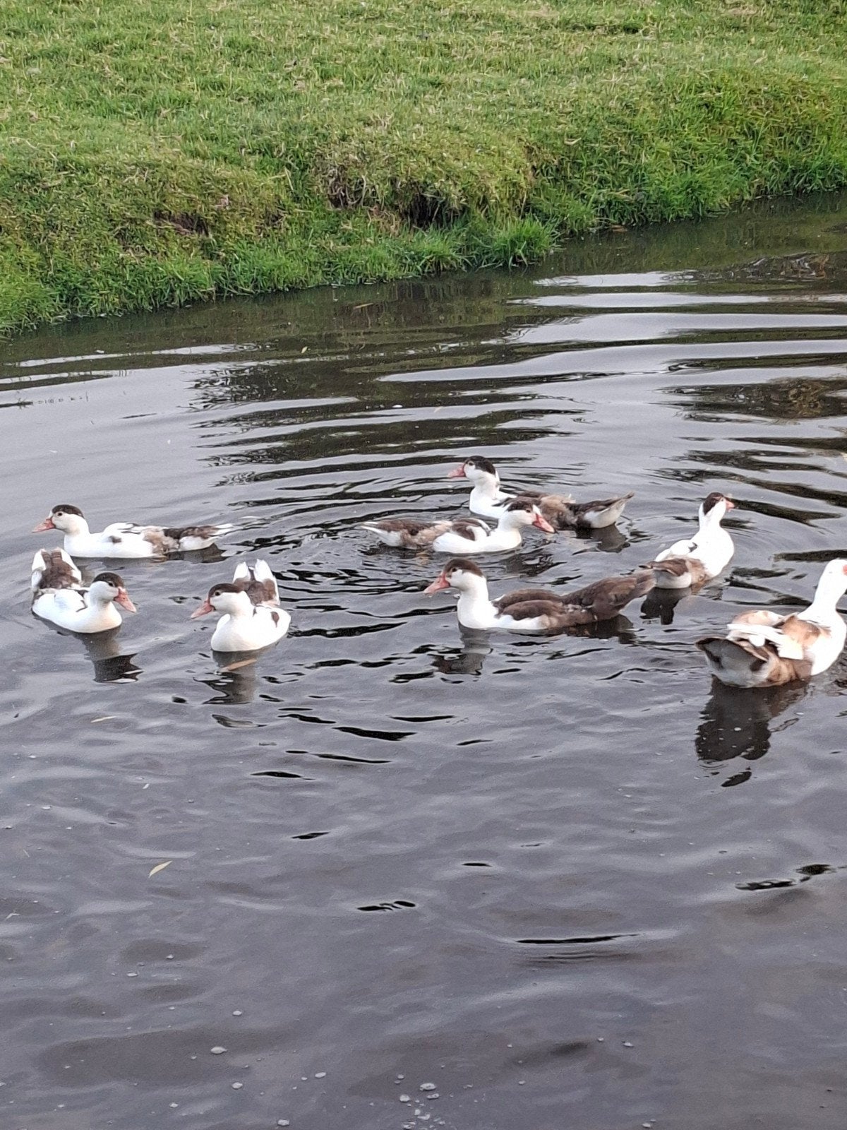 Jonge muskuseenden te koop, Dieren en Toebehoren
