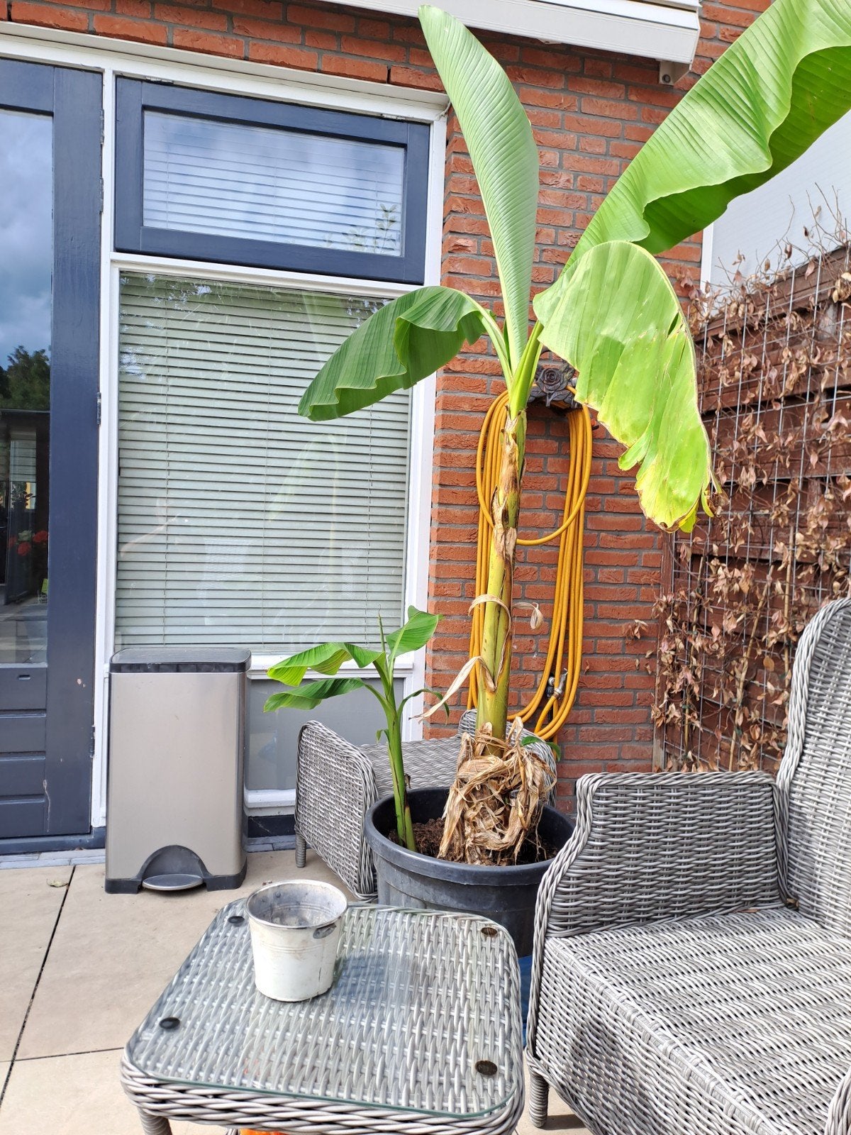 Grote bananenplant (Musa Basjoo) met nieuwe scheut, Volle zon, Vaste plant, Ophalen of Verzenden, Bloeit niet