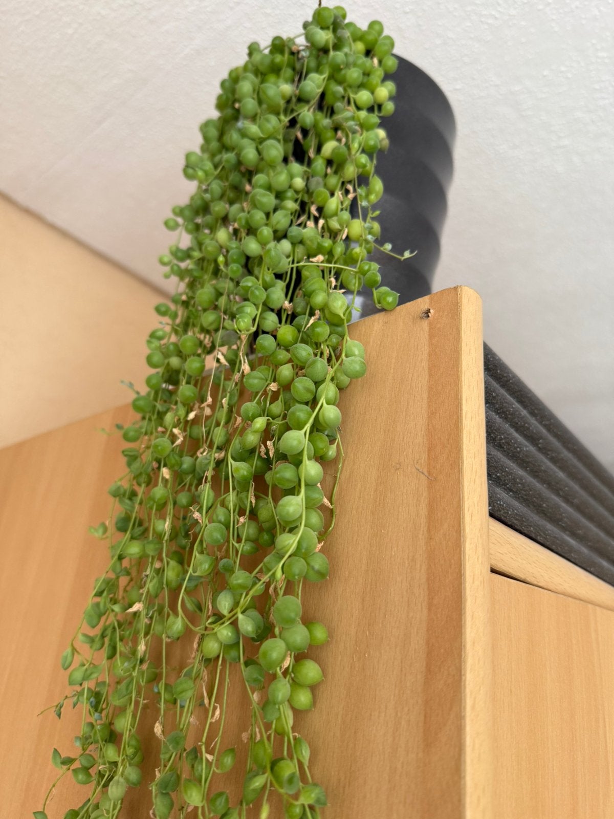 Kamerplant (mooie groene ronde blaadjes), Ophalen, Vetplant, 100 tot 150 cm, Halfschaduw