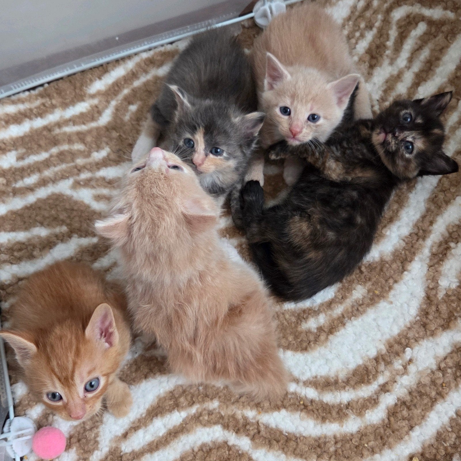 Prachtige half Maine Coon kittens zoeken een liefdevol thuis, Dieren en Toebehoren, Katten en Kittens | Overige Katten, Meerdere dieren