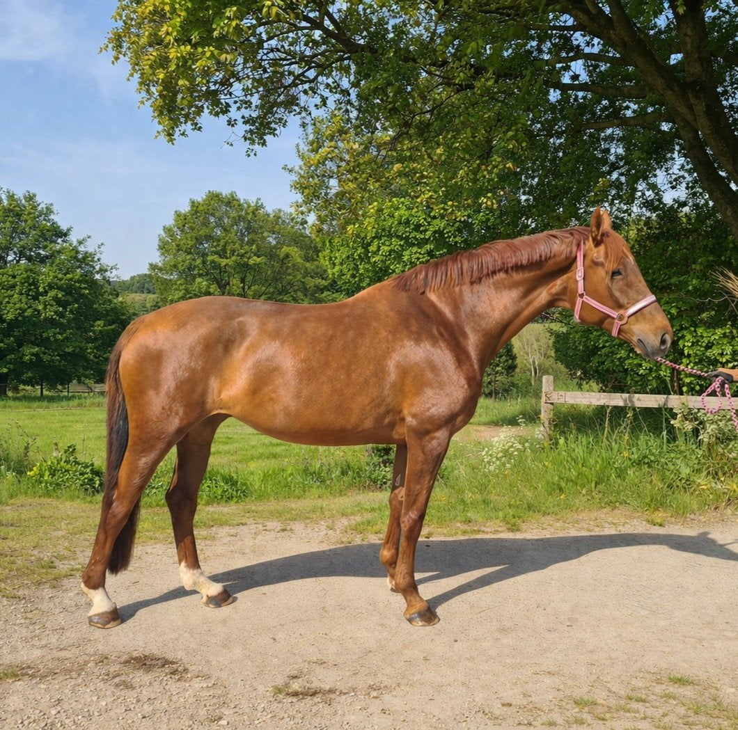 fokmerrie met veulen aan de voet en drachtig voor 2027, Dieren en Toebehoren, Merrie, Niet van toepassing, Dressuurpaard, 0 tot 2 jaar