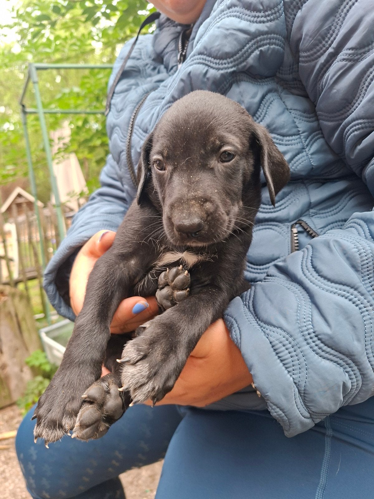 kleine avonturiers zoeken een thuis, 8 tot 15 weken, Meerdere, CDV (hondenziekte), Nederland