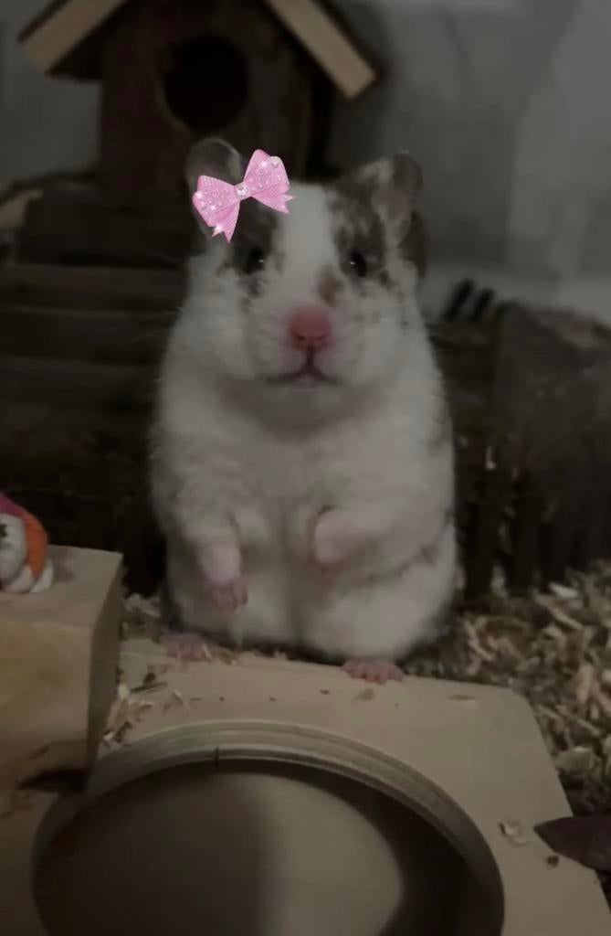 Hamsterkooi met hamster, Hamster, December, Vrouwelijk, Tam