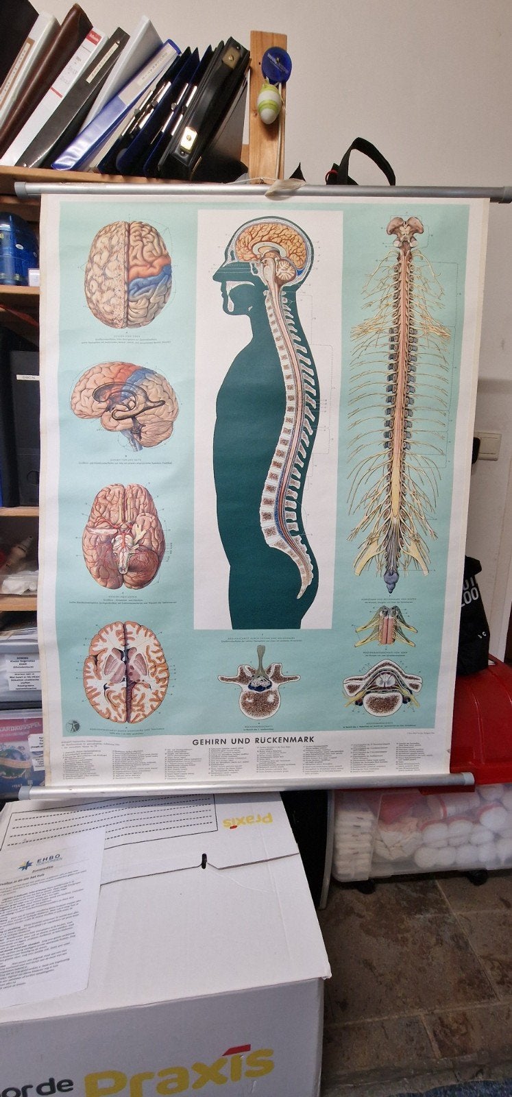 Vintage Anatomische Schoolplaat: Hersenen en Ruggenmerg, Antiek en Kunst, Ophalen of Verzenden, Natuur en Biologie
